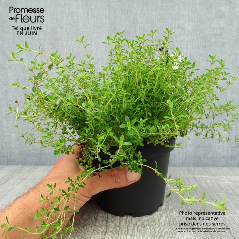 Amostra de Thymus × citriodorus Aureus - Tomilho-limão Vaso de 1,5 L/2 L tal como entregue no verão