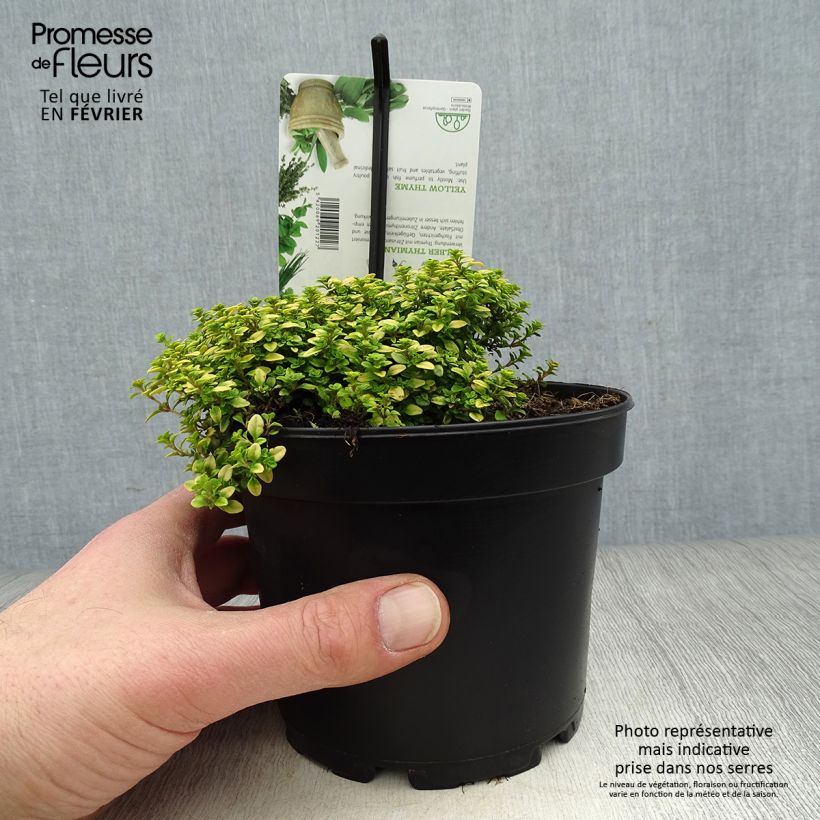 Amostra de Thymus × citriodorus Aureus - Tomilho-limão Vaso de 1,5 L/2 L tal como entregue no inverno