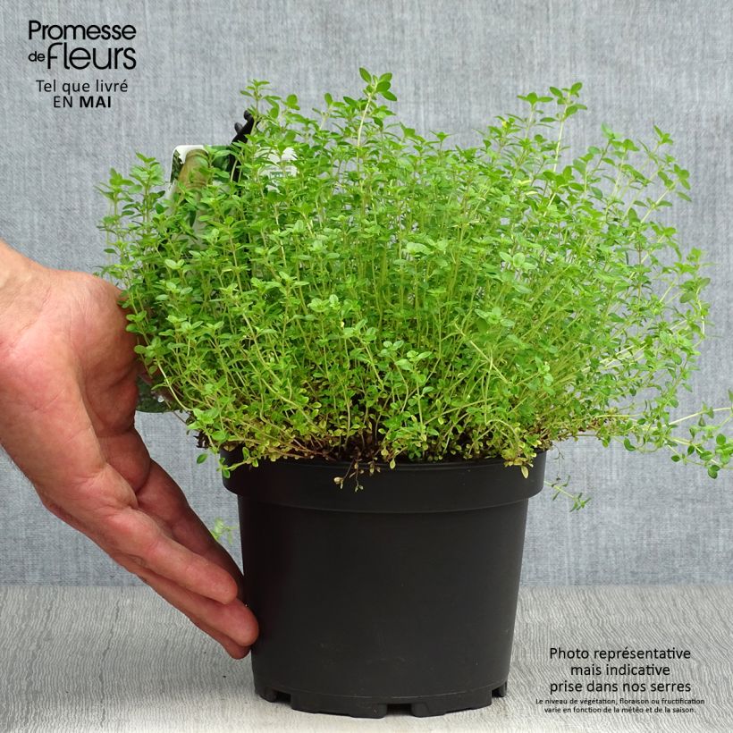Amostra de Thymus × citriodorus Aureus - Tomilho-limão Vaso de 1,5 L/2 L tal como entregue na primavera