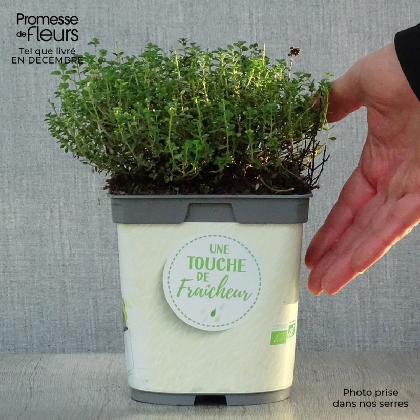 Amostra de Thym citron en plant BIO Vaso de 2 L/3 L tal como entregue no inverno