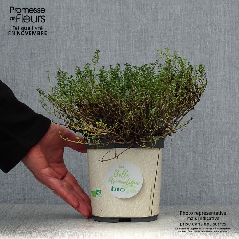Amostra de Tomilho-limão plantas jovens biológicas - Thymus x citriodorus Vaso de 2 L/3 L tal como entregue no outono