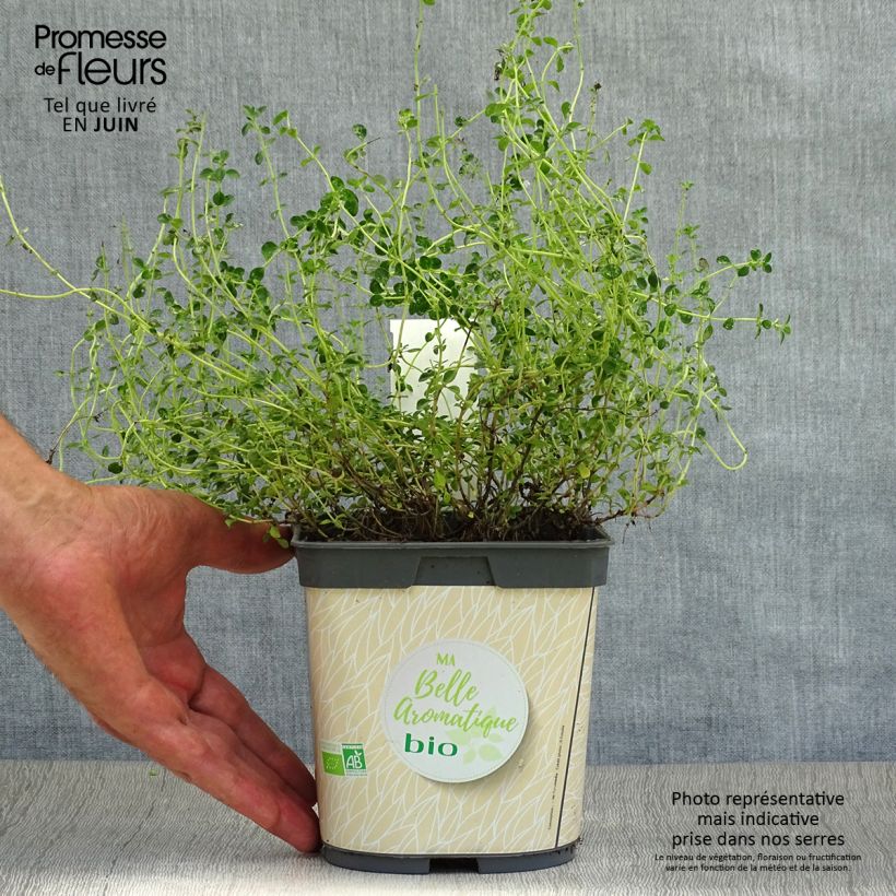 Amostra de Tomilho-limão plantas jovens biológicas - Thymus x citriodorus Vaso de 2 L/3 L tal como entregue no verão