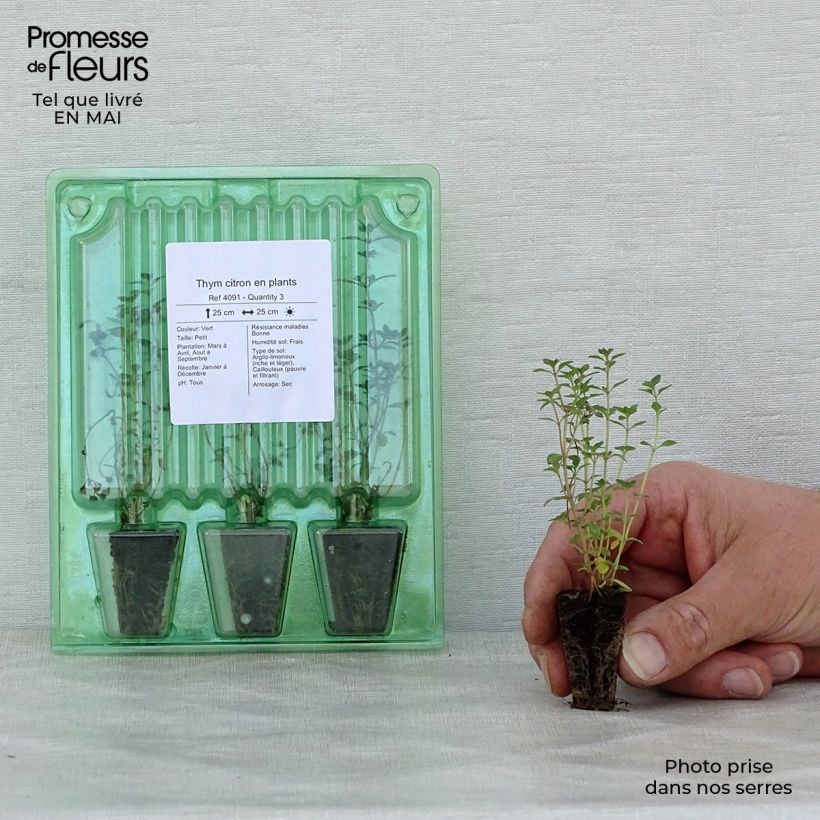 Amostra de Thym citron en plants Mini-torrão Ø 3/4 cm tal como entregue na primavera