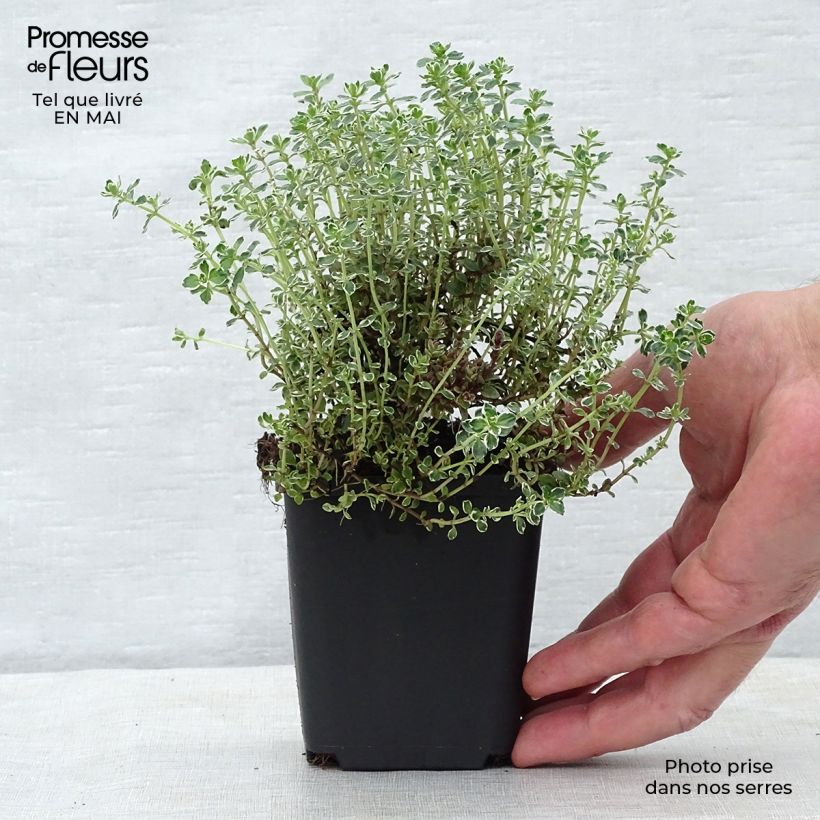 Amostra de Thymus × citriodorus Silver Queen - Tomilho-limão Vaso de 8/9 cm tal como entregue na primavera