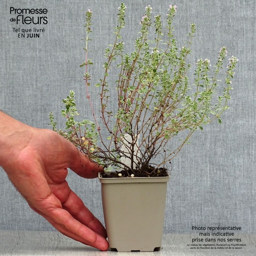 Amostra de Thymus × citriodorus Silver Queen - Tomilho-limão Vaso de 8/9 cm tal como entregue no verão