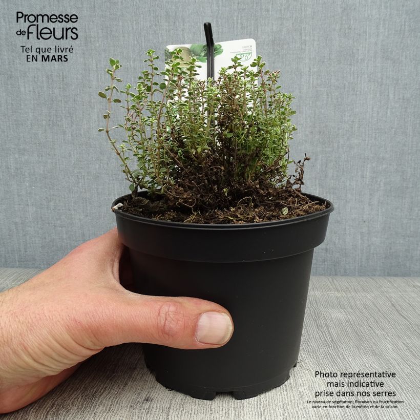 Amostra de Thymus × citriodorus Silver Queen - Tomilho-limão Vaso de 1,5 L/2 L tal como entregue na primavera