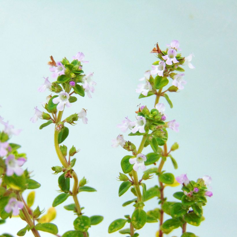 Tomilho-limão variegado - Thymus x citriodorus (Floração)