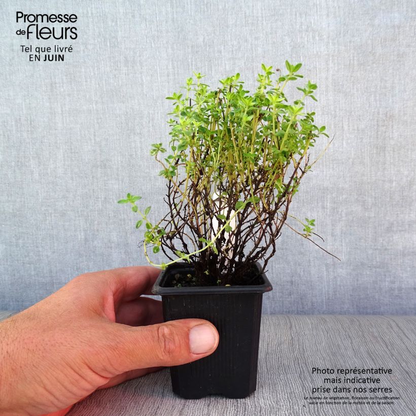 Amostra de Tomilho-limão variegado - Thymus x citriodorus Vaso de 7/8 cm tal como entregue no verão