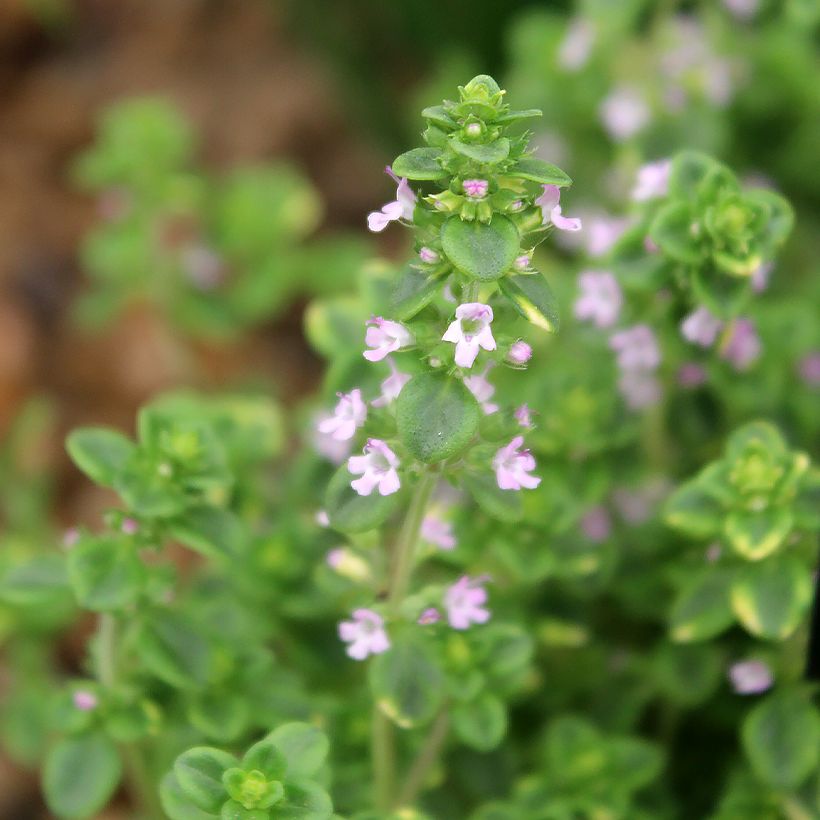 Tomilho-limão variegado - Thymus x citriodorus (Floração)