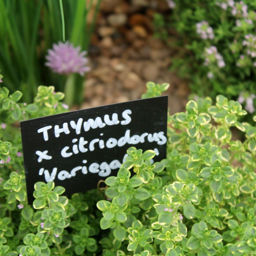 Tomilho-limão variegado - Thymus x citriodorus (Folhagem)