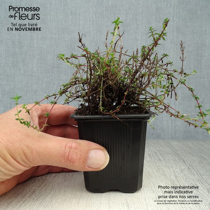 Amostra de Tomilho-alcarávia- Tomilho da Córsega Vaso de 8/9 cm tal como entregue no outono