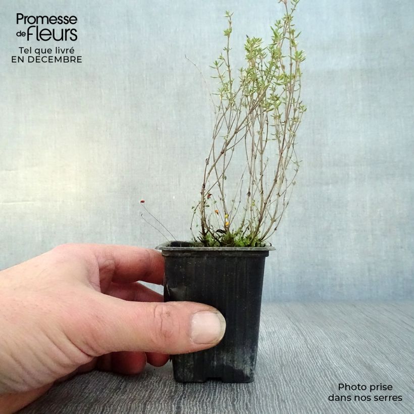 Amostra de Thym de Provence  - Thymus vulgaris Vaso de 7/8 cm tal como entregue no inverno