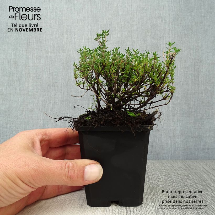 Amostra de Tomilho de inverno Compactus Vaso de 8/9 cm tal como entregue no outono