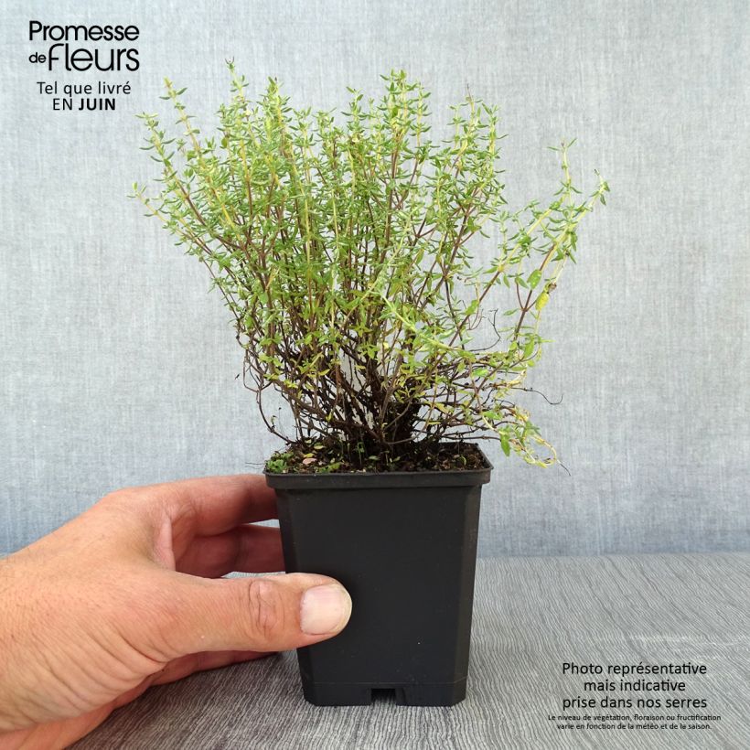 Amostra de Tomilho de inverno Compactus Vaso de 8/9 cm tal como entregue no verão