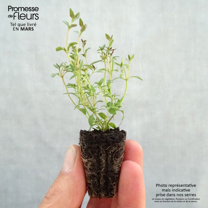 Amostra de Thym d'hiver en plants - Thym commun en plants Mini-motte Ø 3/4 cm tal como entregue na primavera