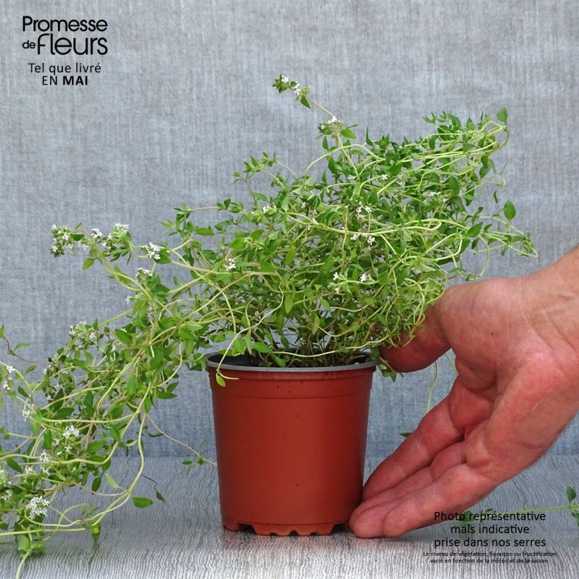Amostra de Thym d'hiver en plants - Thym commun en plants Godet de 8/9 cm tal como entregue na primavera