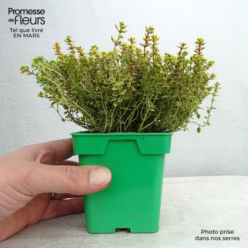 Amostra de Tomilho-dourado Aureus plantas jovens Vaso de 10 cm/11 cm tal como entregue na primavera