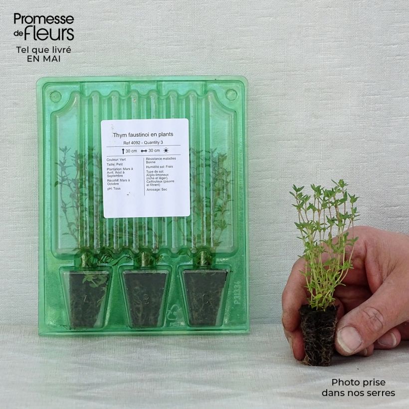 Amostra de Thym faustinoi en plants Mini-motte Ø 3/4 cm tal como entregue na primavera