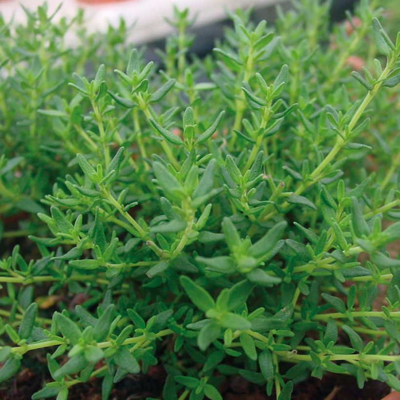 Tomilho Faustinoi plantas jovens (Folhagem)