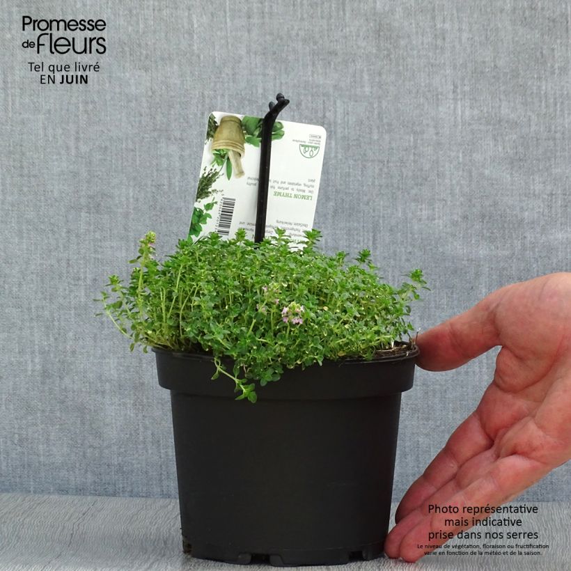 Amostra de Thymus × citriodorus Doone Valley - Tomilho-limão Vaso de 1 L/1,5 L tal como entregue no verão