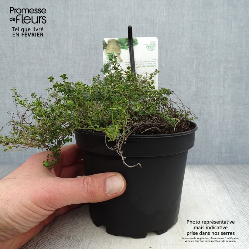 Amostra de Thymus × citriodorus Doone Valley - Tomilho-limão Vaso de 1 L/1,5 L tal como entregue no inverno