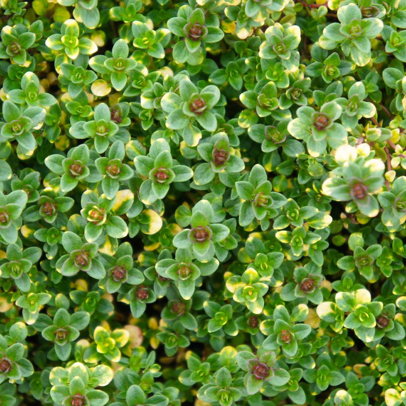Thymus × citriodorus Doone Valley - Tomilho-limão (Folhagem)