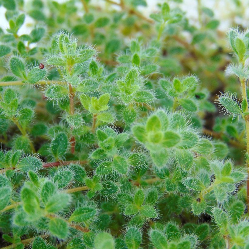 Thymus pseudolanuginosus - Tomilho-lanoso (Folhagem)