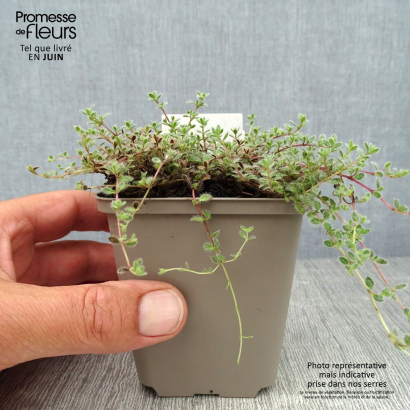 Amostra de Thymus pseudolanuginosus - Tomilho-lanoso Vaso de 8/9 cm tal como entregue no verão