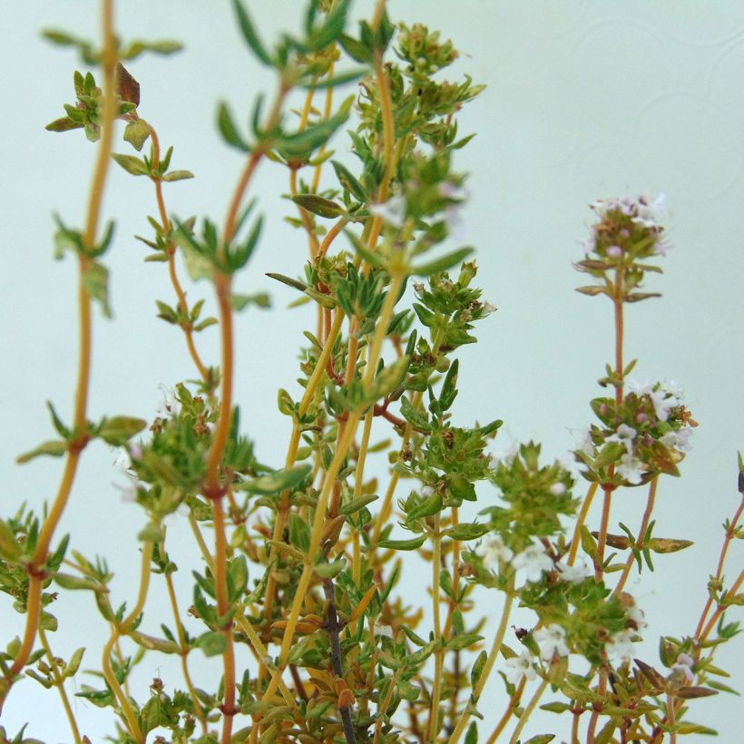 Tomilho Bio - Thymus officinalis (Folhagem)