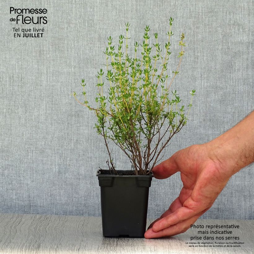 Amostra de Tomilho Bio - Thymus officinalis Vaso de 8/9 cm tal como entregue no verão