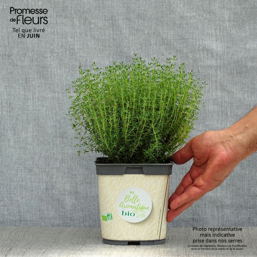 Amostra de Tomilho Bio plantas jovens Vaso de 1 L/1,5 L tal como entregue no verão