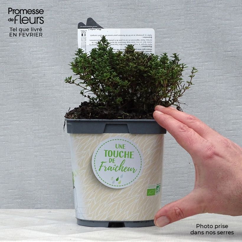 Amostra de Thym officinal en plant BIO Pot de 1L/1,5L tal como entregue no inverno