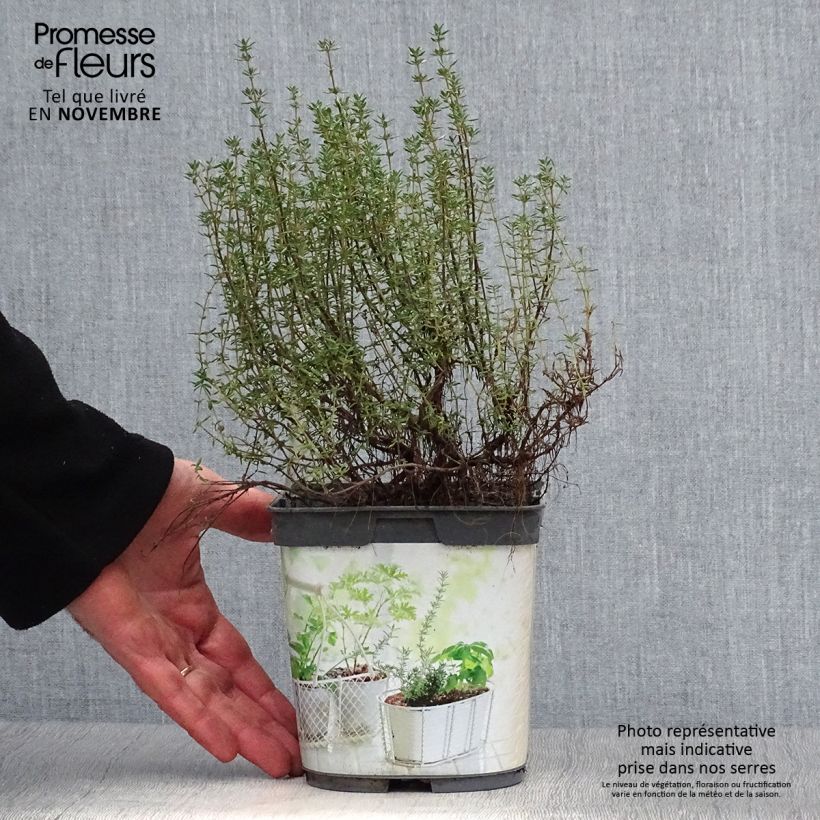 Amostra de Tomilho Bio plantas jovens Vaso de 1 L/1,5 L tal como entregue no outono