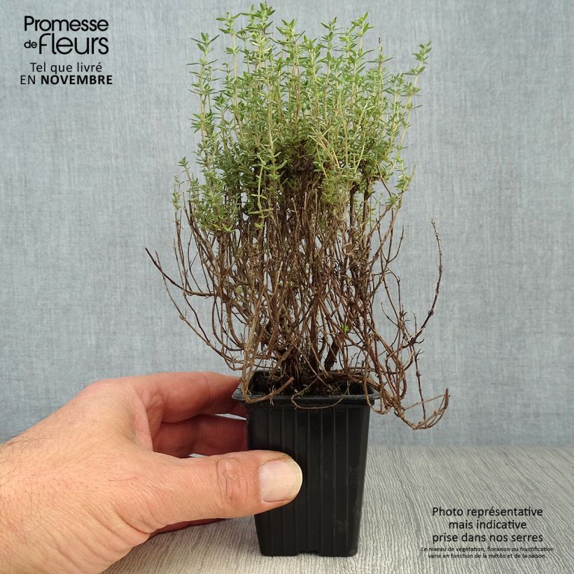 Amostra de Tomilho-laranja Fragrantissimus plantas joivens Vaso de 7/8 cm tal como entregue no outono