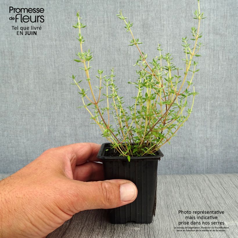 Amostra de Tomilho-laranja Fragrantissimus plantas joivens Vaso de 7/8 cm tal como entregue no verão