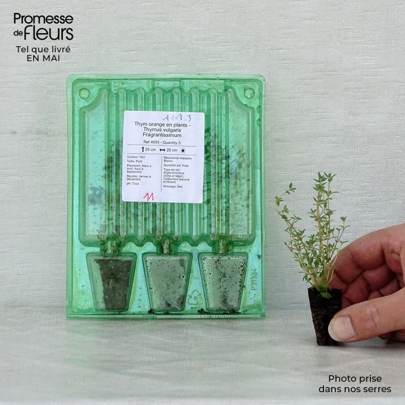 Amostra de Thym orange en plants - Thymus vulgaris Fragrantissimus Mini-torrão Ø 3/4 cm tal como entregue na primavera