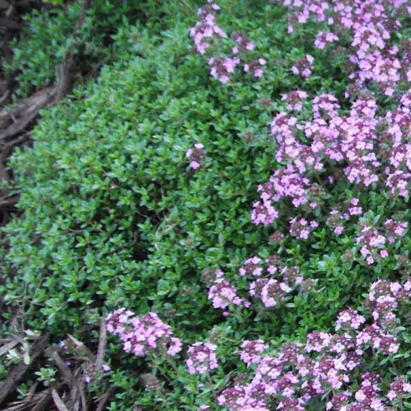 Thymus praecox Coccineus - Tomilho-rasteiro (Folhagem)