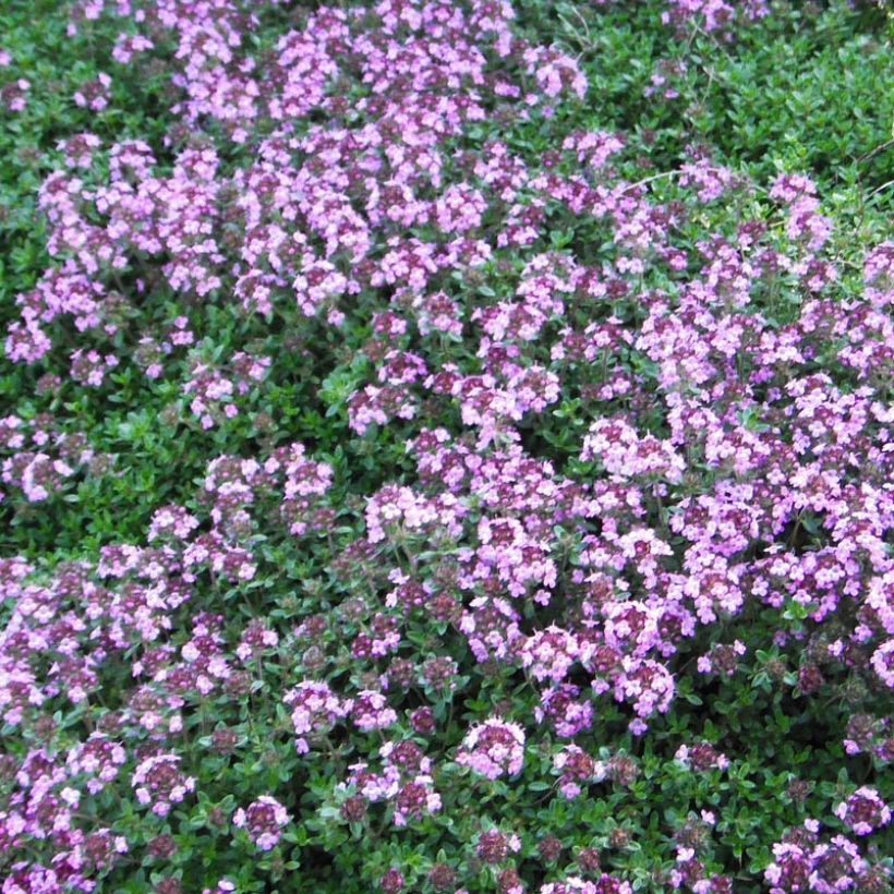 Thymus praecox Coccineus - Tomilho-rasteiro (Floração)