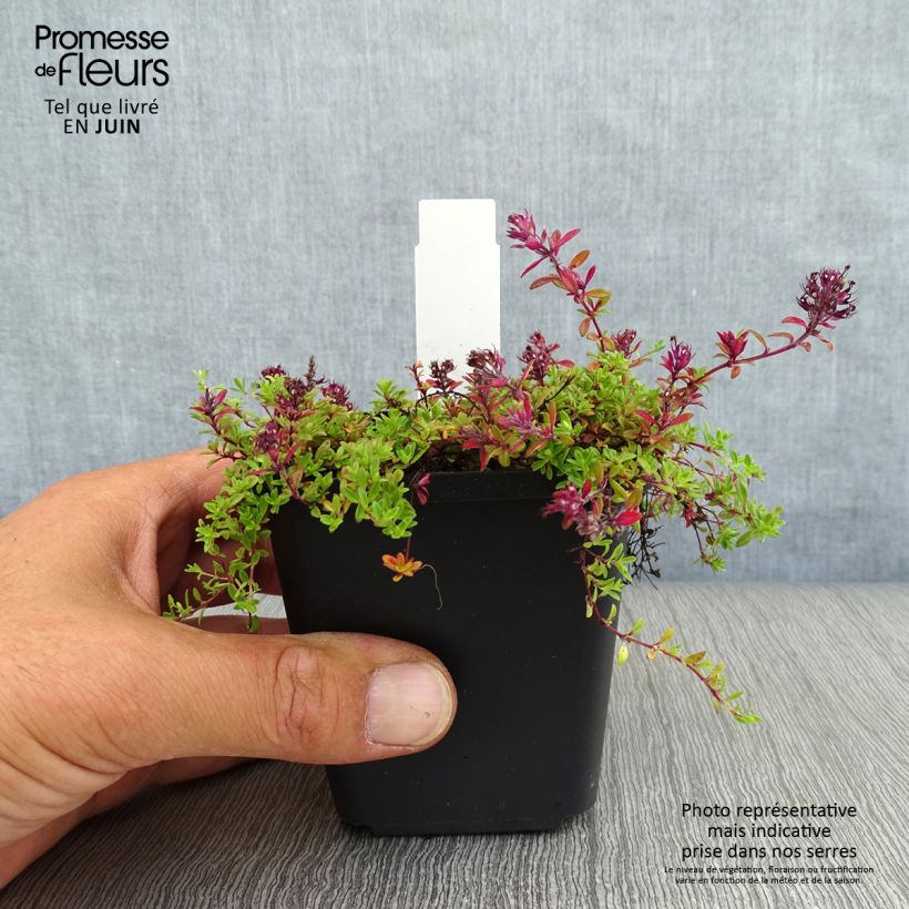 Amostra de Thymus praecox Coccineus - Tomilho-rasteiro Vaso de 8/9 cm tal como entregue no verão
