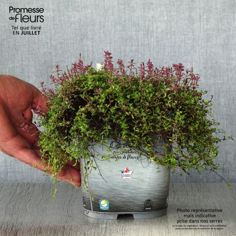 Amostra de Thymus praecox Coccineus - Tomilho-rasteiro Vaso de 2 L/3 L tal como entregue no verão