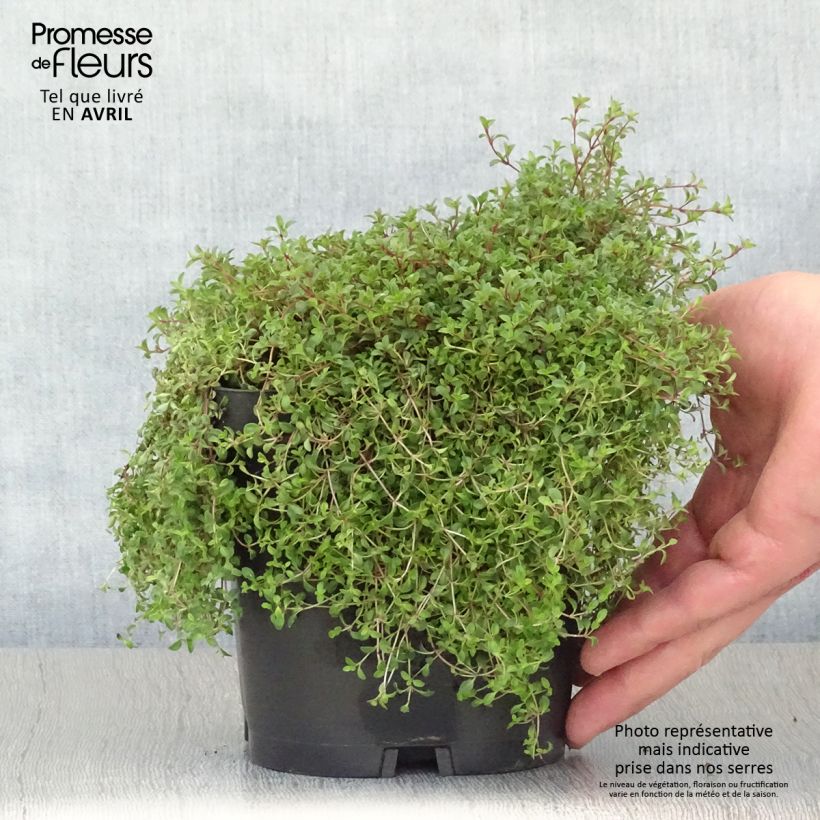 Amostra de Thymus praecox Coccineus - Tomilho-rasteiro Vaso de 2 L/3 L tal como entregue na primavera