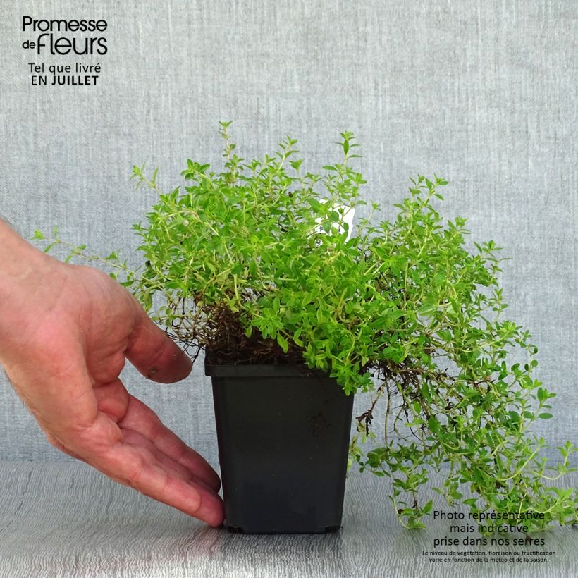 Amostra de Thymus praecox Purple Beauty - Tomilho-rasteiro Vaso de 8/9 cm tal como entregue no verão