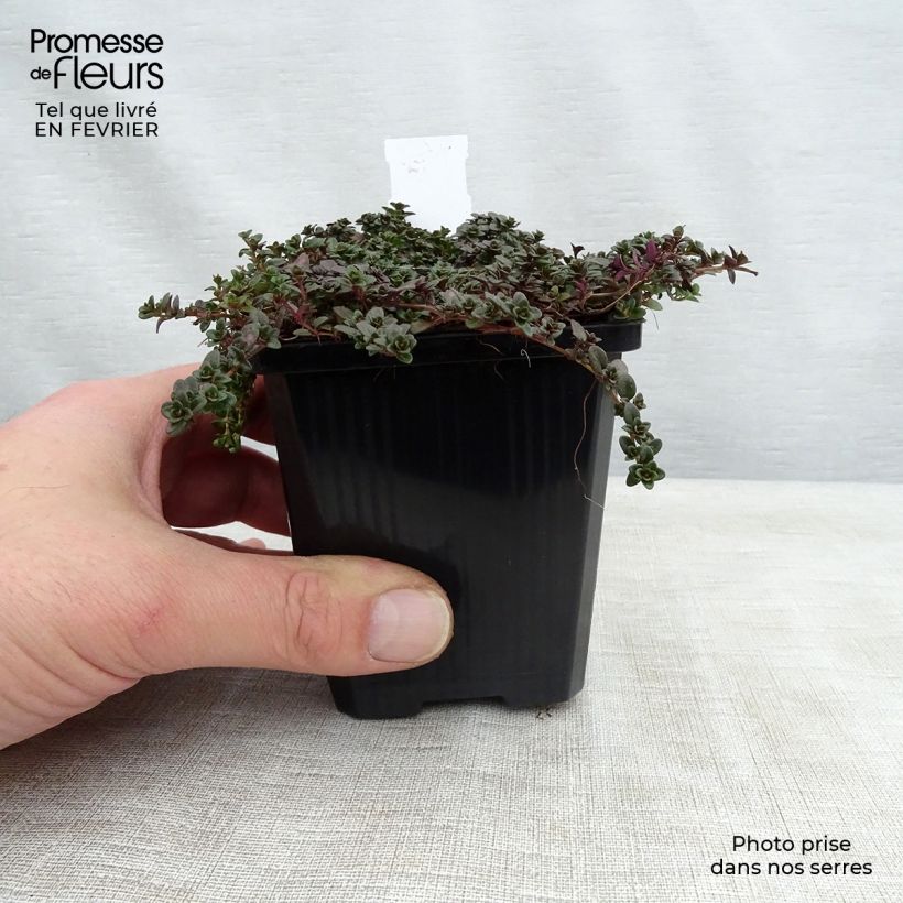 Amostra de Thymus praecox Purple Beauty - Tomilho-rasteiro Vaso de 8/9 cm tal como entregue no inverno