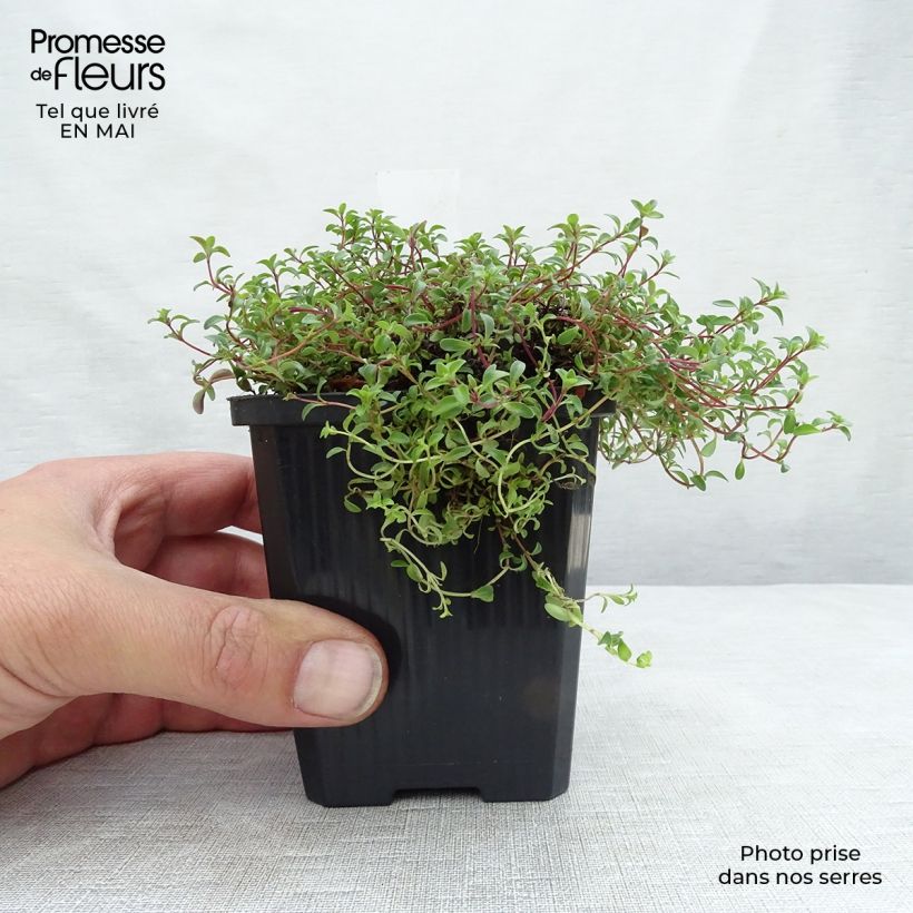 Amostra de Thymus praecox Purple Beauty - Tomilho-rasteiro Vaso de 8/9 cm tal como entregue na primavera