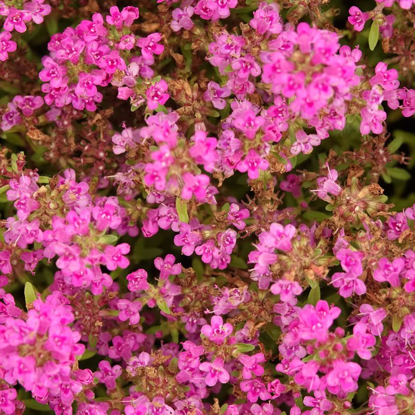 Thymus praecox Purple Beauty - Tomilho-rasteiro (Floração)
