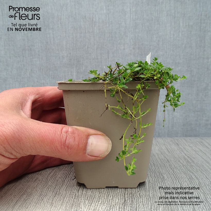 Amostra de Thymus praecox Albiflorus - Tomilho-rasteiro Vaso de 8/9 cm tal como entregue no outono