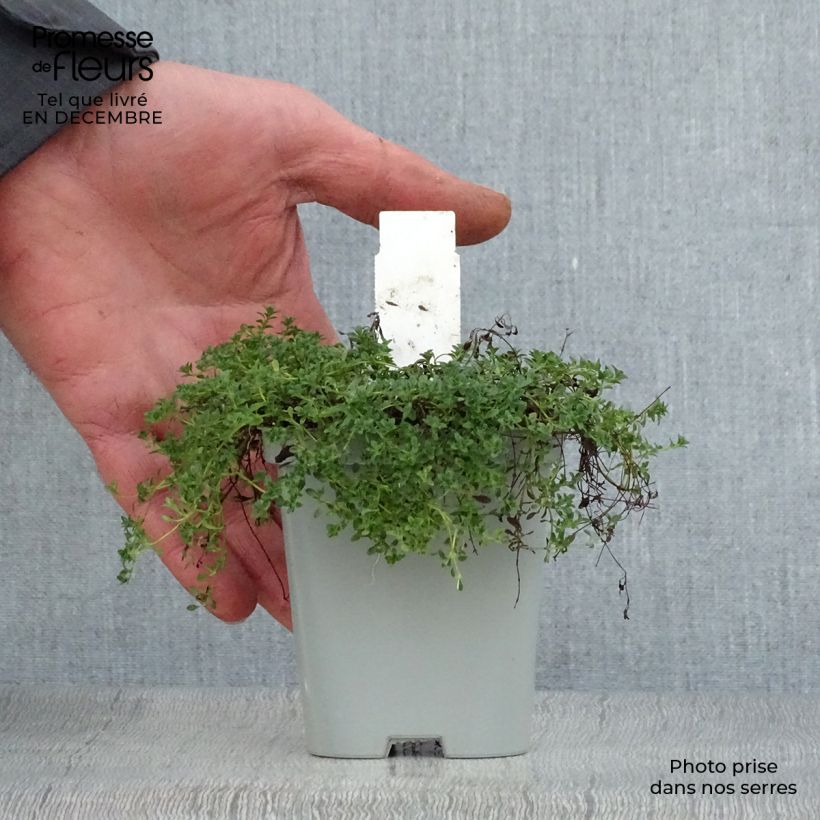 Amostra de Thymus praecox Albiflorus - Tomilho-rasteiro Vaso de 8/9 cm tal como entregue no inverno
