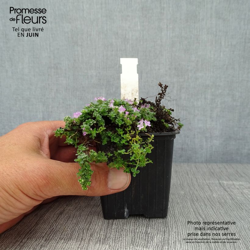 Amostra de Thymus serpyllum Elfin - Tomilho-serpão Vaso de 8/9 cm tal como entregue no verão