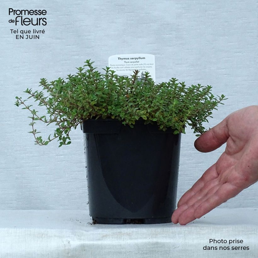 Amostra de Thymus serpyllum Elfin - Tomilho-serpão Vaso de 2 L/3 L tal como entregue no verão