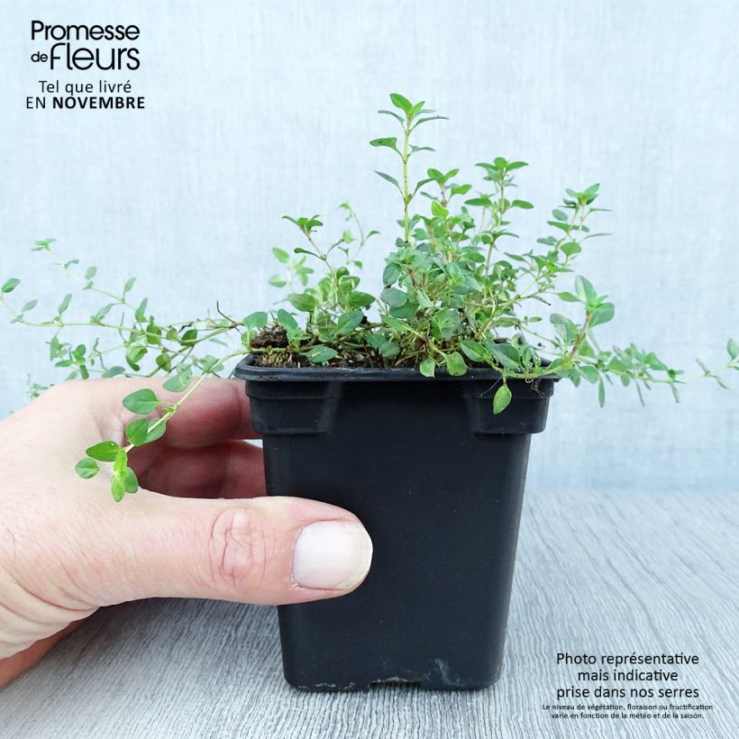 Amostra de Serpilho - Thymus serpyllum Vaso de 7/8 cm tal como entregue no outono